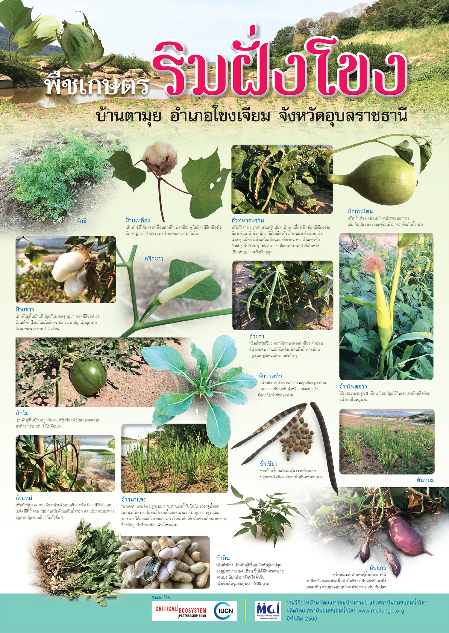poster tamui plant